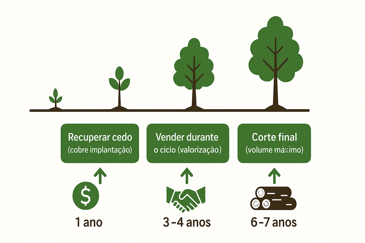 Infográfico sobre estratégias de retorno no investimento em eucalipto: recuperar cedo em 1 ano, vender durante o ciclo em 3 a 4 anos e corte final com 6 a 7 anos. Gráfico didático para entender quando o eucalipto pode ser vendido.
